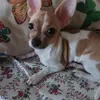 www.kamandulas
