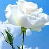 princessluma203