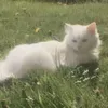 hniki_04