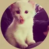 verycutesiverydemurevery