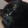 kiwif3w