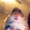 sandinomedina8