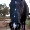 horses._.editz_