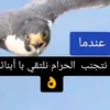 galbgalb66