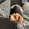 kiko_the_beagle