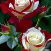 ranjani.gamage5