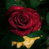 🥀❣🥀❣🥀