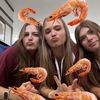 crazyshrimplovers
