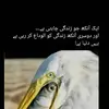 humaiyjuek5