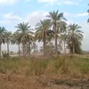 amonglon1