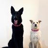 k9karma