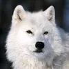 chriskbmmt1