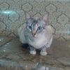 gatosonsonaso
