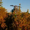wpl_d_12