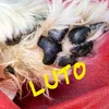 derepente6catse1dog
