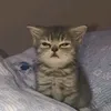 vdarhxcrazylion