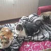 manuelabenke5