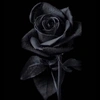 black.rose5929