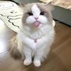 moddy_michi
