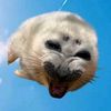 seallyseals