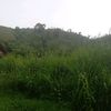 nharzo