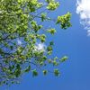 cherry_cosmos301