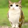 kitty_coffe_star
