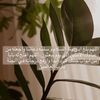 __laila204