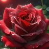 user2470961444098