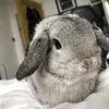 malakai_bunnies2