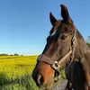 lilihenrysson6