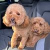 thedogdadinthecity