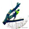 treeingaround
