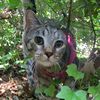 kittyloverzzz6