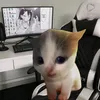 MADREX