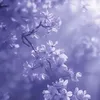 angel_prime42