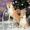 hanagasumi_shibas