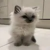 your_im_mi