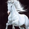 whitehorse___
