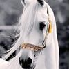 الخيال.🐎