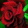jamil.ahmed2086