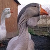 giant.geese