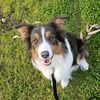 pepper_thecollie