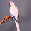 313haideri