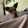 nami_the_dog0
