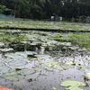 নোয়াখালী পোলা রাসেল