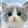 nessy_kitty