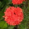 tuyetgiangg6