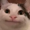 oksgege8