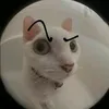 dupboo_meme